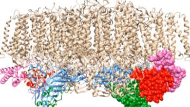 Uncover the mystery of cytochrome