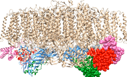 Uncover the mystery of cytochrome