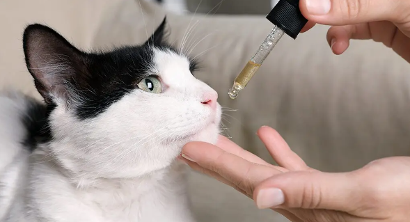 How Cannabidiol (CBD) Can Improve Your Cat's Health and Well-being