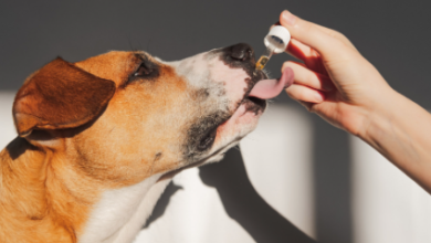 How Long Does Cbd Take to Effect Dogs