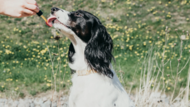 How Long Does Dog Cbd Take to Work