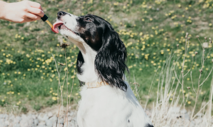 How Long Does Dog Cbd Take to Work