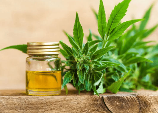 How Long Does Cbd Stay in Your System