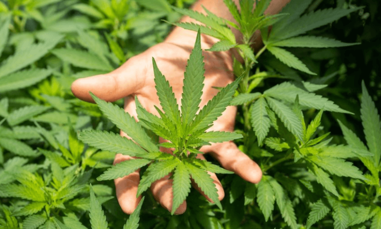 Is Cbd Legal in Greece