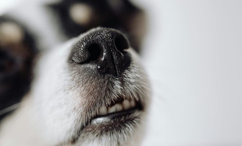 drug dogs detect cbd