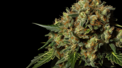 Premium Cannabis No Compromises: What to Look for in a Top-Tier Dispensary
