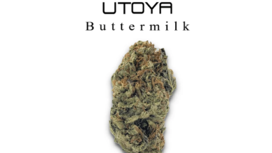 Cannabis Plant to Product