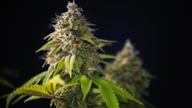 Why Every Cannabis Farm Needs a Cannabis Marketing Agency