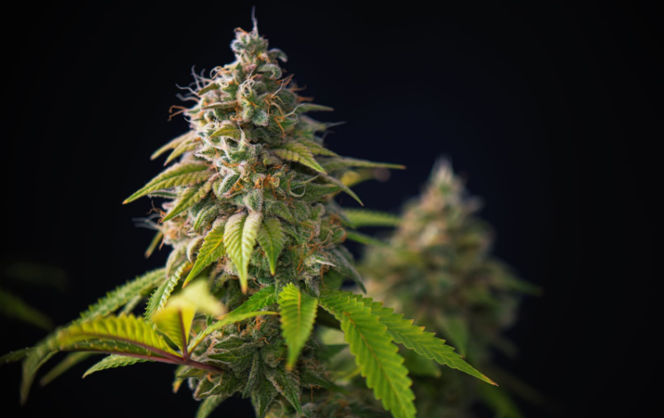 Why Every Cannabis Farm Needs a Cannabis Marketing Agency