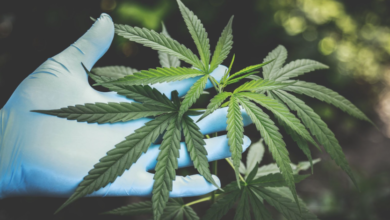 Cannabis Marketing Agency Experts in Website Design
