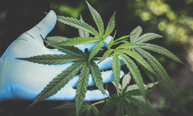 Cannabis Marketing Agency Experts in Website Design